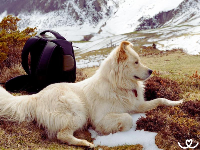 Pyrenejský horský pes je obr, co se nerad nudí