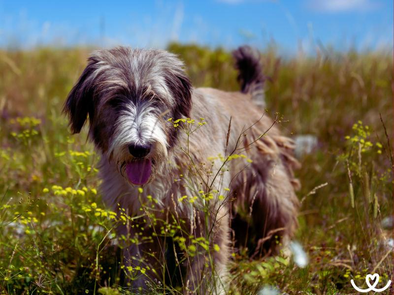 Rumunský mioritský ovčák je chundelatý hlídač
