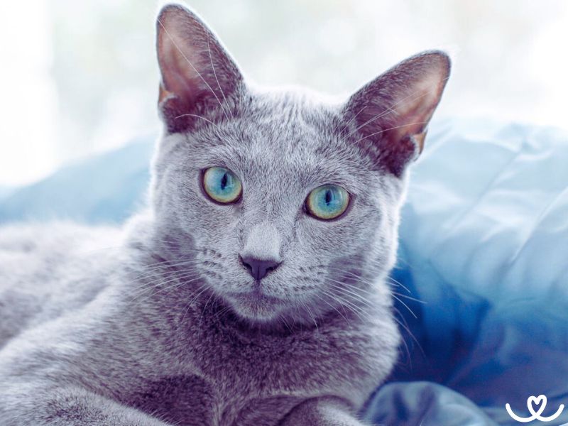 Ruská modrá kočka se běžně dožívá i 20 let
