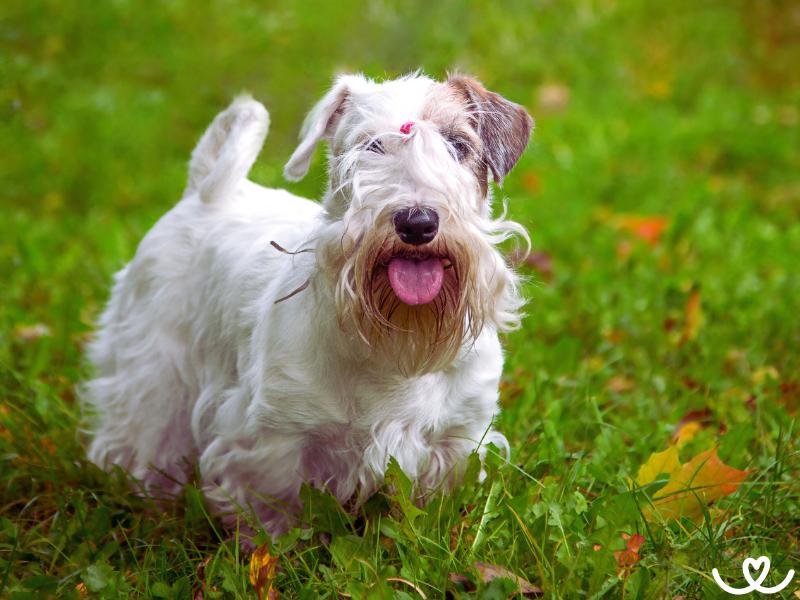 Sealyham teriér je malý, ale odvážný pes do rodiny