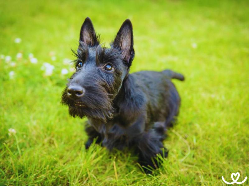 Skotský teriér je slavný díky filmu Lady a Tramp