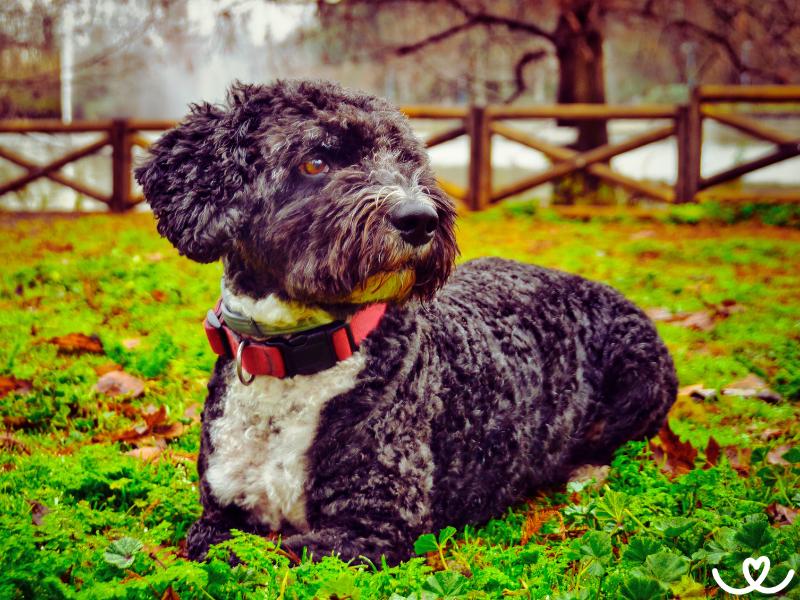 Španělský vodní pes je chundelatý psí plavec