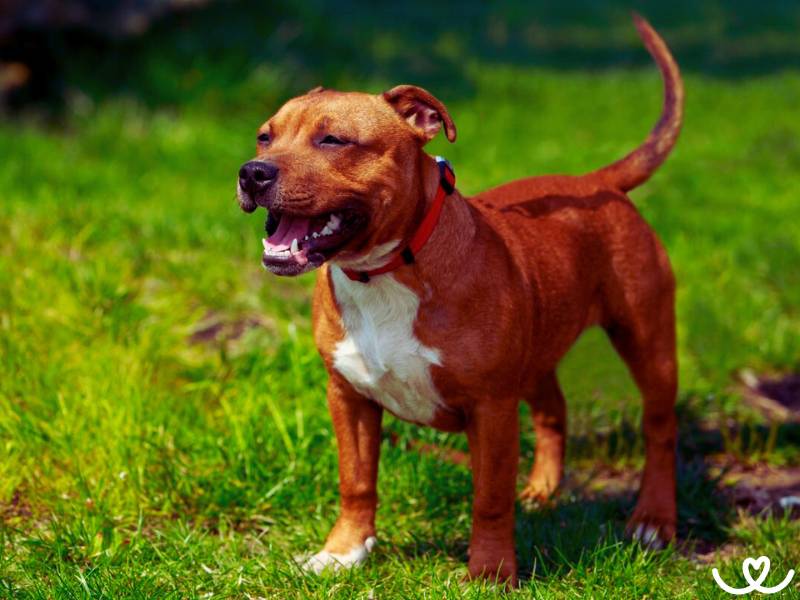 Stafordširský bulteriér budí strach, ale umí být i chůva k dětem