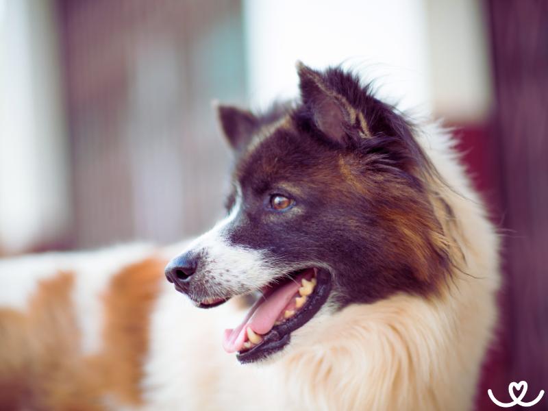 Thai bangkaew dog je psí kámoš i skvělý hlídač