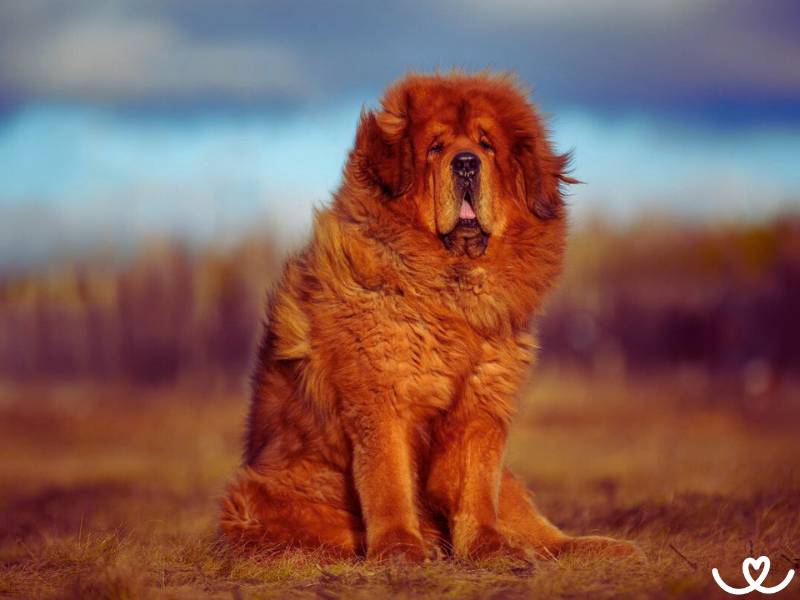 Tibetská doga je chytrý psí obr, který miluje lidi