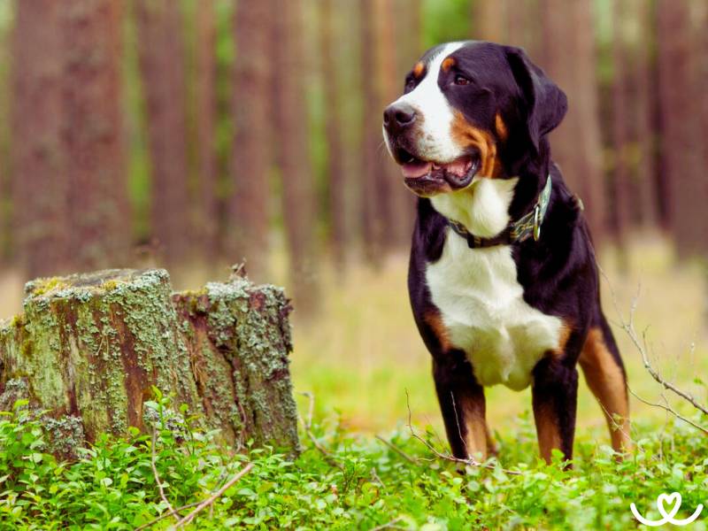 Velký švýcarský salašnický pes zastraší velikostí
