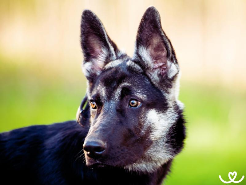 Východoevropský ovčák je velmi chytrý a odvážný pes