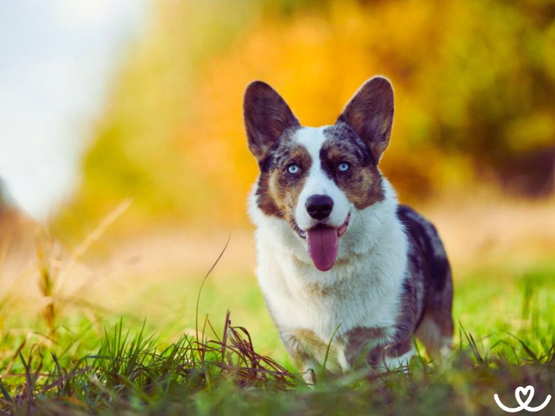 Welsh corgi cardigan je psí pohodář s úžasnou pamětí