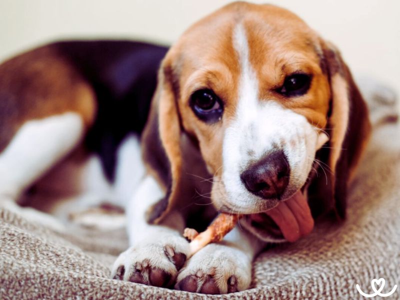 Nebezpečné potraviny pro psa. O tyhle se s ním nedělte