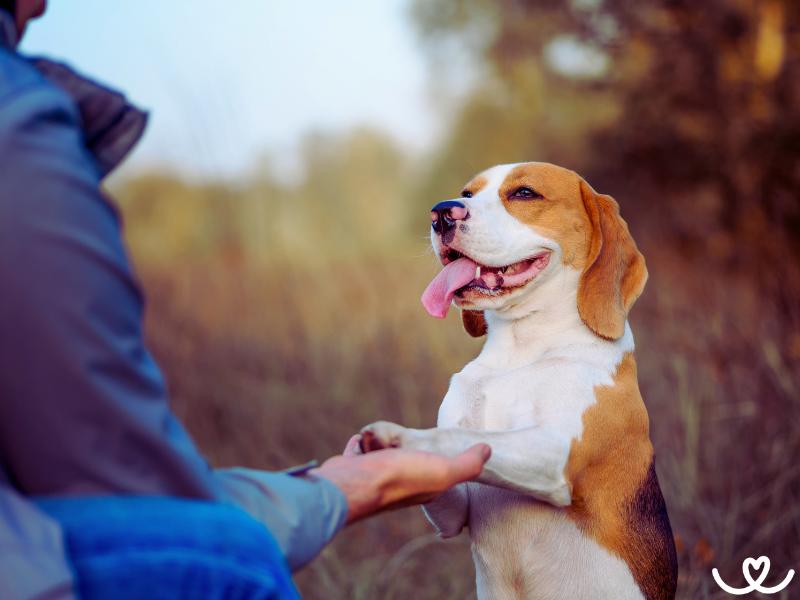 3 základní povely, které psa naučte