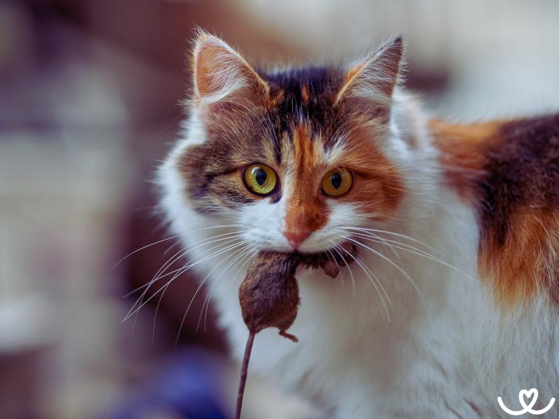 Proč i domácí kočky loví myši