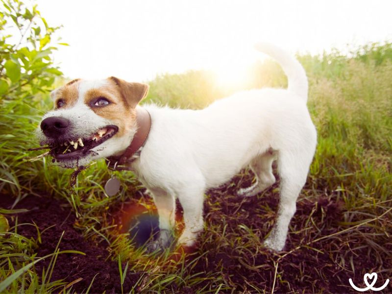 Proč pes žere trávu a zvrací?