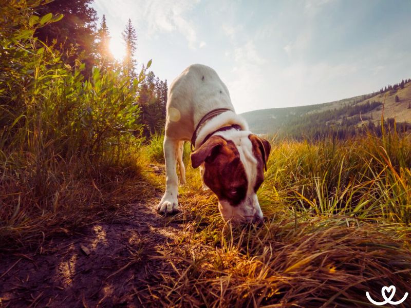 Proč psi vše očichávají a proč je nechat?