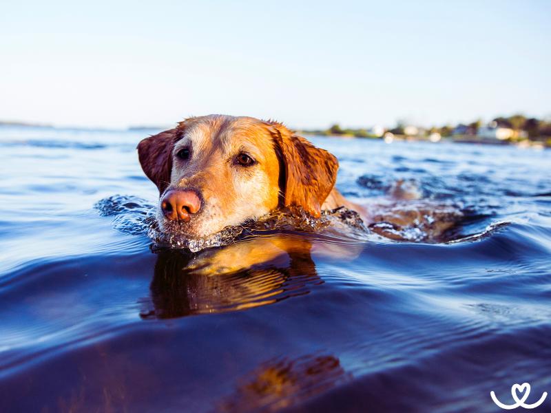 Psi a plavání: Na co dát pozor u vody