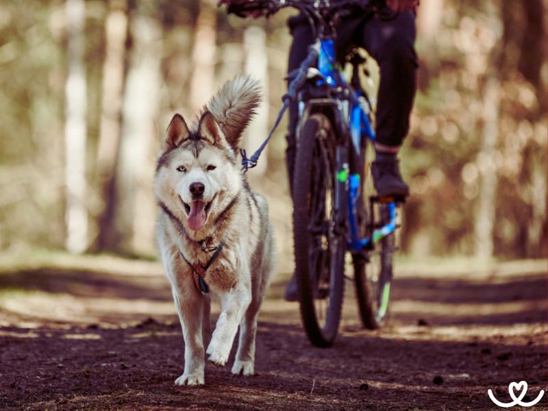 Psi vhodní na bikejoring: Tahle plemena baví běh s kolem