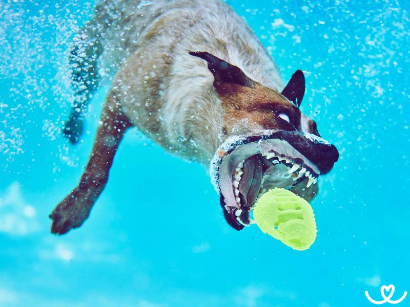 Plemena psů, co milují vodu a dog diving