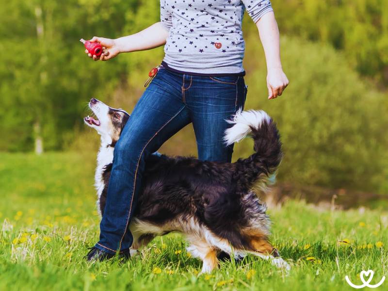 Plemena psů, které bude bavit dogdancing