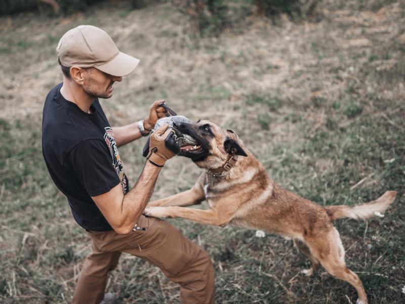 Psi vhodní na mondioring neboli psí kruhový trénink