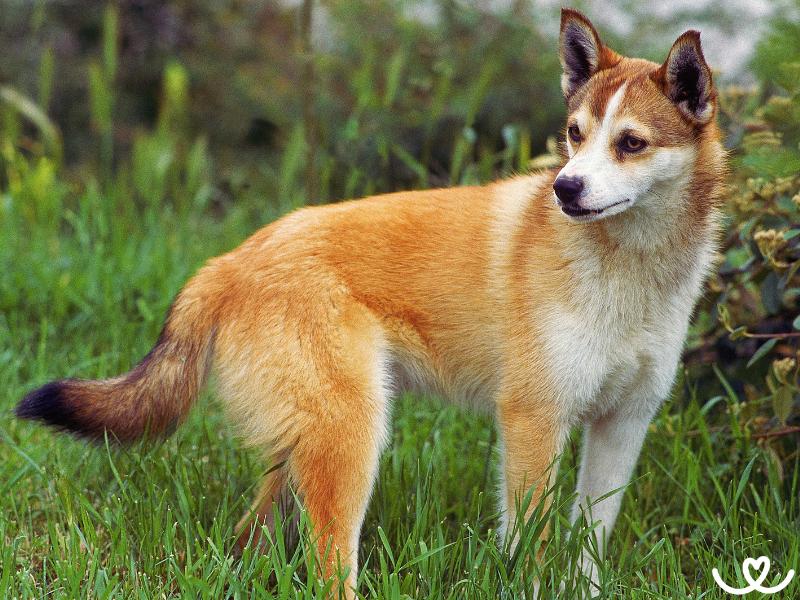 Norský lundehund je malý psí rošťák