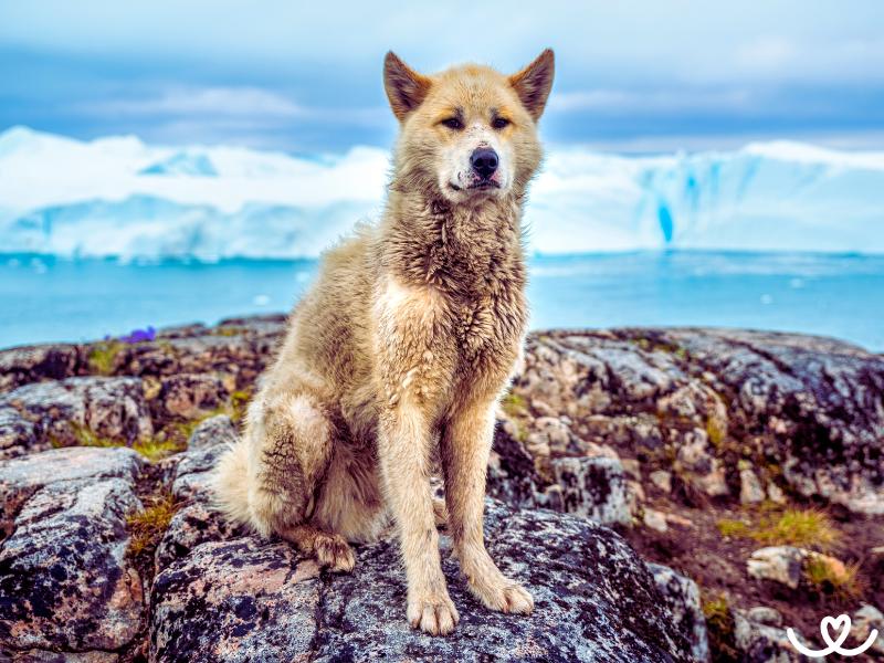 Primitivní plemena psů: Tihle mají blízko k vlkům