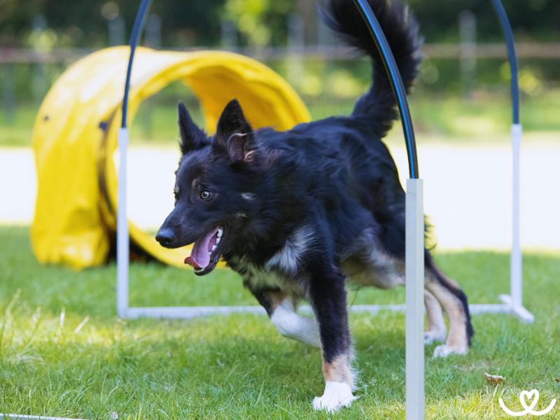 Plemena, kterým půjde psí sport hoopers