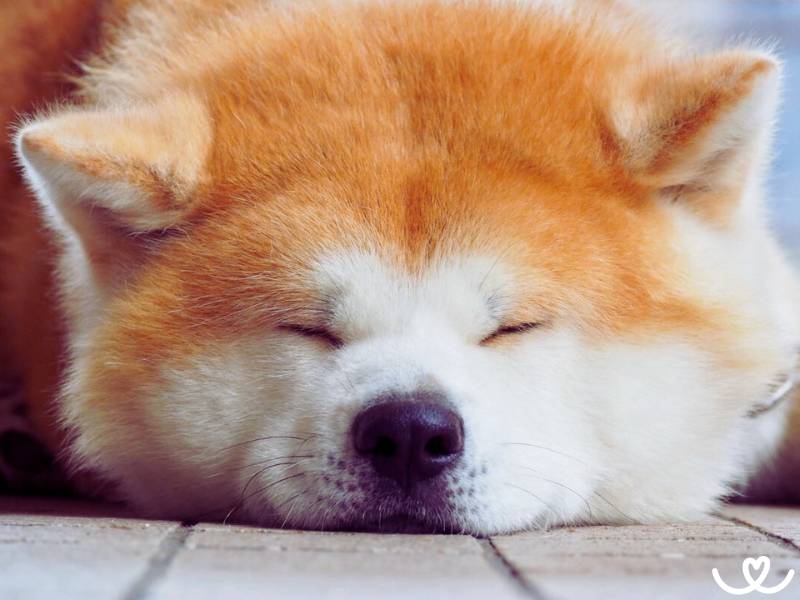 Akita inu je psí strážce rodiny, který moc neštěká