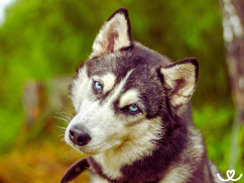 Aljašský malamut je psí sportovec, který v bytě trpí