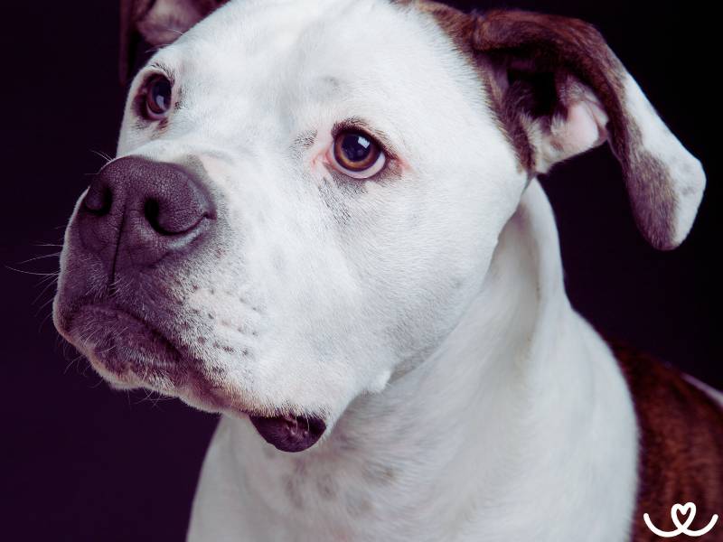 Americký buldok vypadá jako drsňák, ale miluje děti