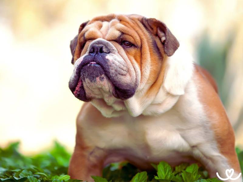 Anglický buldok je psí paličák, který miluje lidi