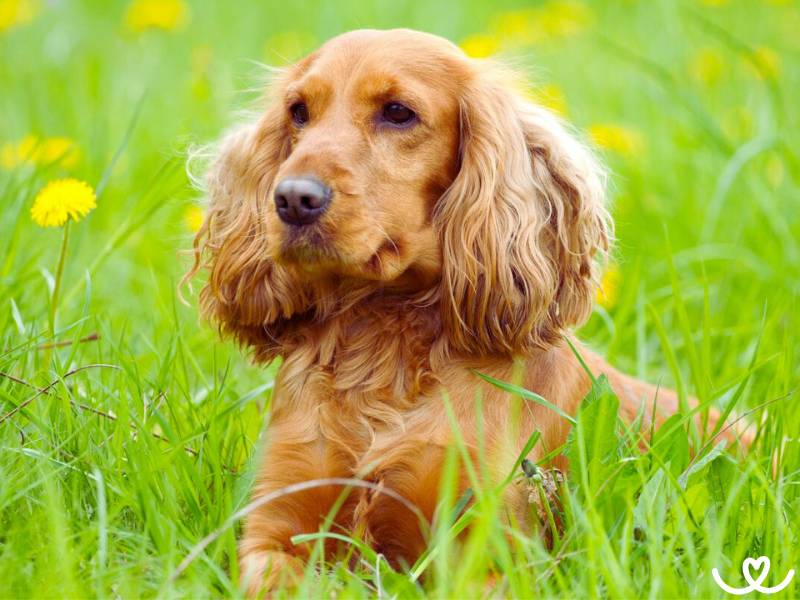 Anglický kokršpaněl je pověstný dobrou náladou