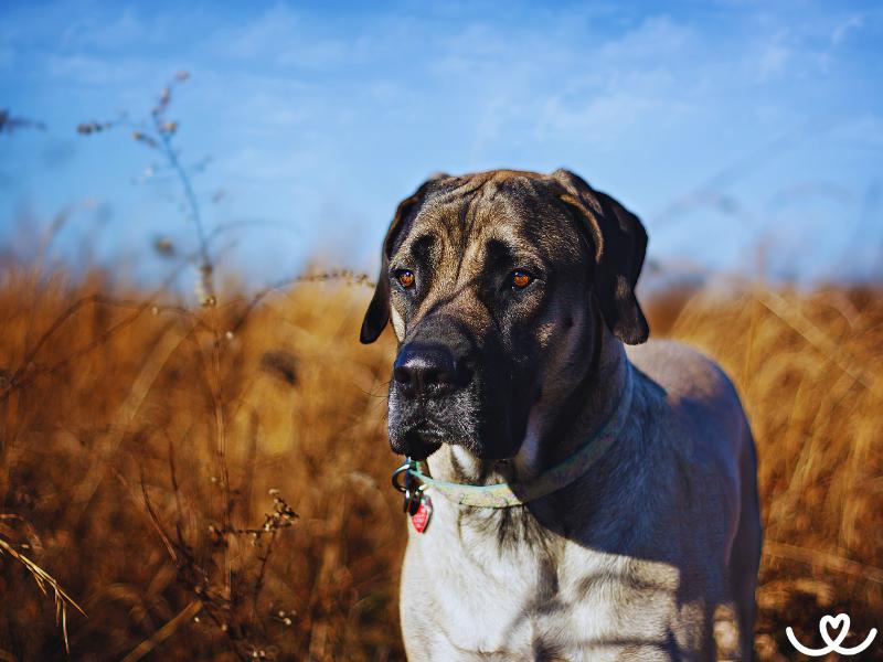 Anglický mastif je psí hlídač, co skoro neštěká
