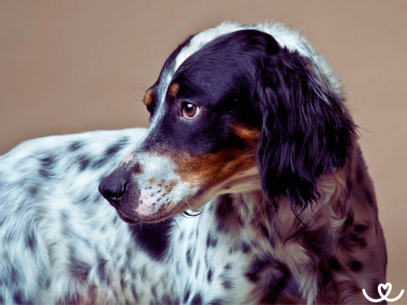 Anglický setr je psí lovec, co miluje štěkání