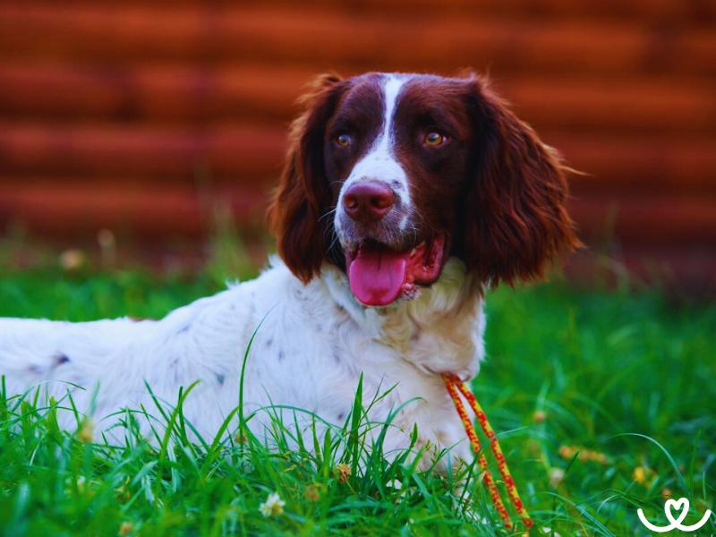 Anglický špřingršpaněl je nekonfliktní pes, co se rád učí