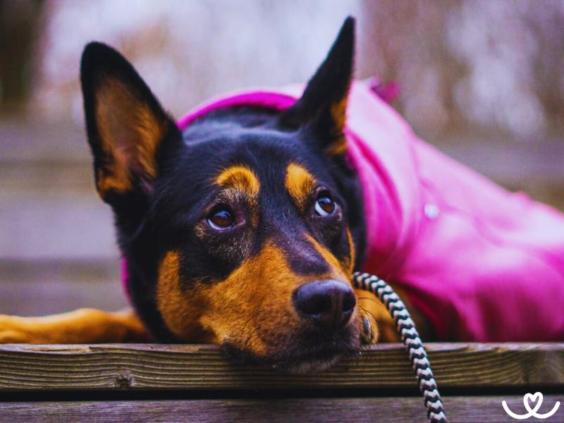 Australská kelpie dokáže naběhat i 50 km za den