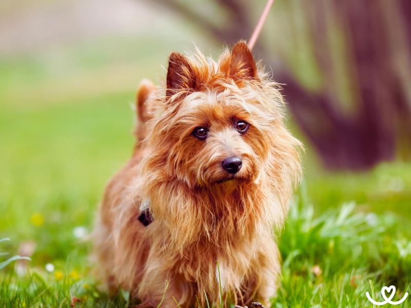 Australský teriér je hravý a veselý pes do rodiny