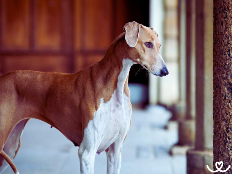 Azavak je ideální pes pro běžce a cyklisty