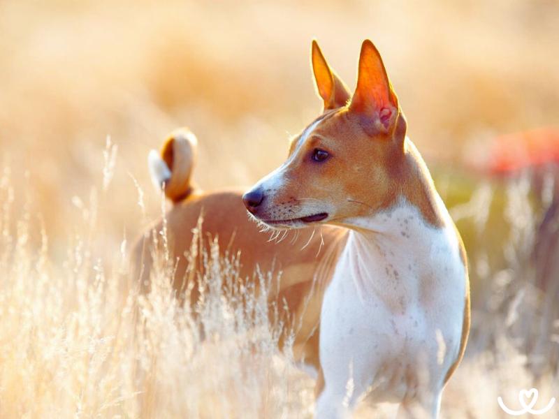Basenji je pes, co nelíná a čistí se jako kočka