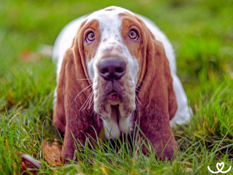 Baset působí smutně, ale je to veselý psí parťák