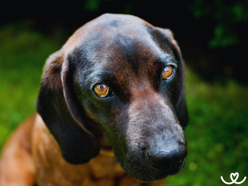 Bavorský barvář je psí lovec, co nemá rád malé děti