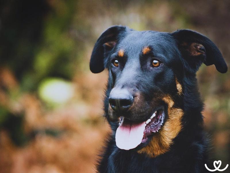 Beauceron potřebuje pevnou ruku a velkou zahradu