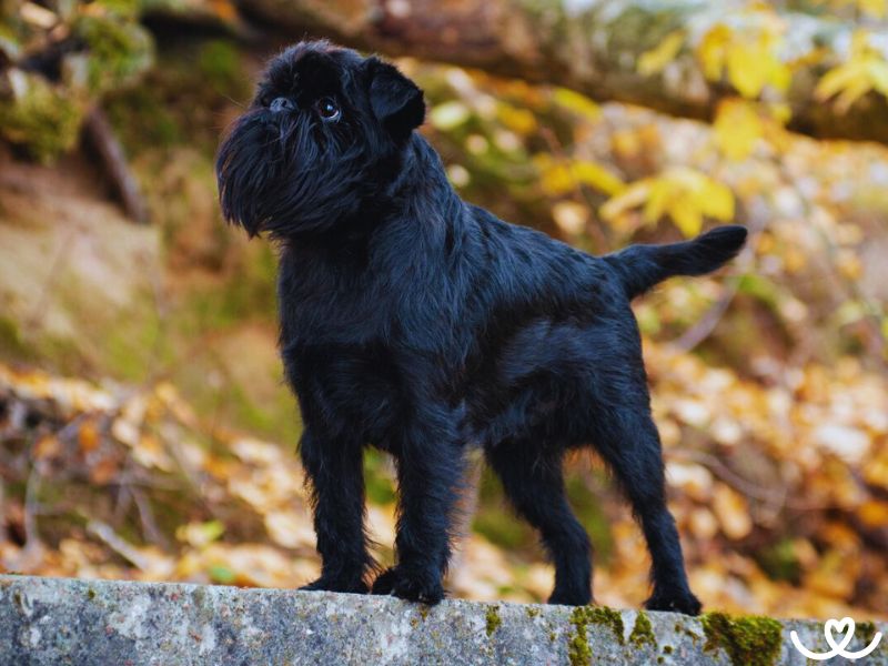 Belgický grifonek je malý psí závislák
