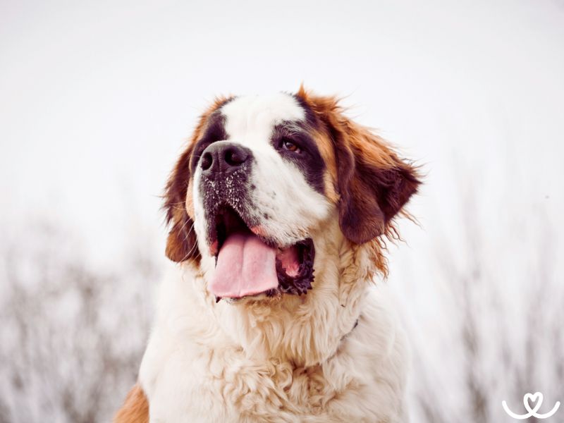 Bernardýn se v bytě chová jako slon v porcelánu