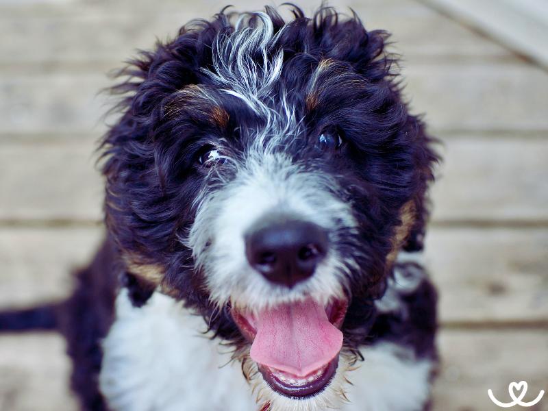 Bernedoodle je kudrnatý pes, co si získává oblibu