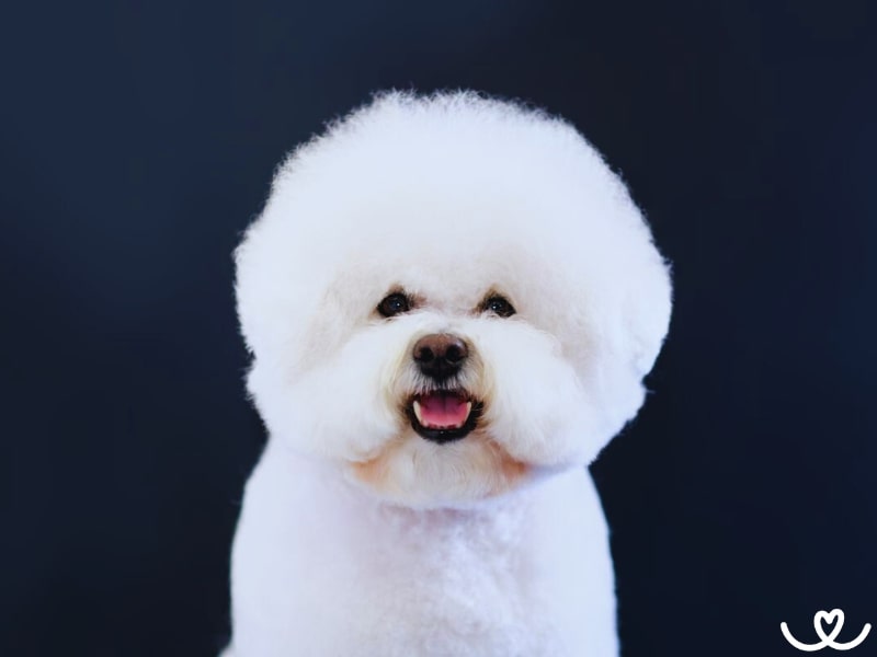 Bišonek si svojí veselou povahou získá každého