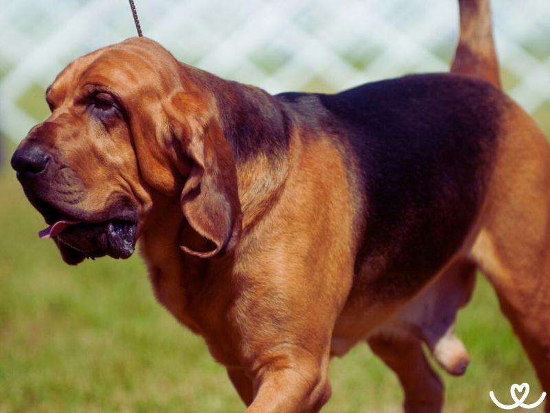 Bloodhound je psí stopař, co nemá konkurenci