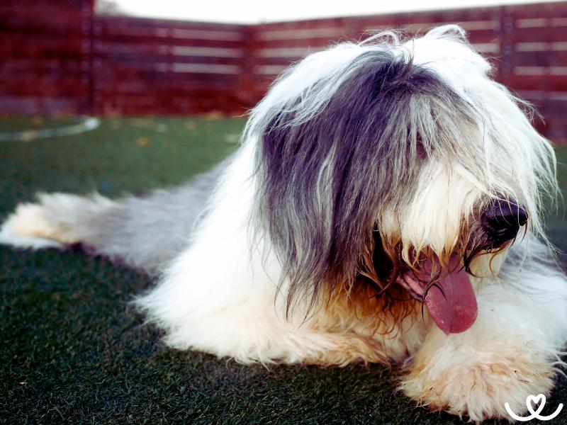 Bobtail umí dělat s dětmi psí kusy i hodiny