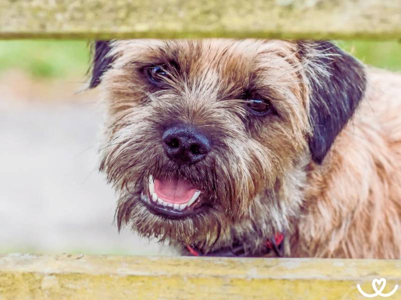 Border teriér je klidný, ale ukecaný pes do bytu