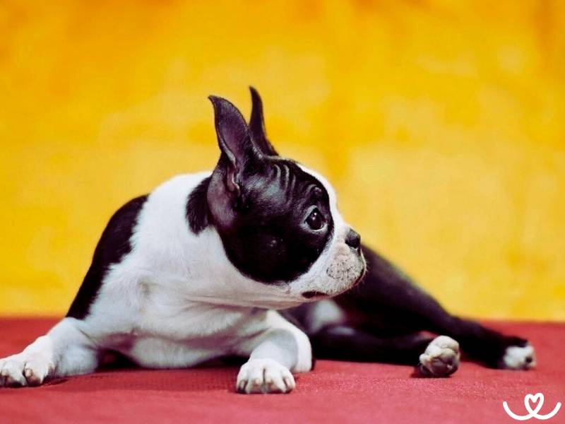 Bostonský teriér chrápe a prdí, ale děti ho budou milovat