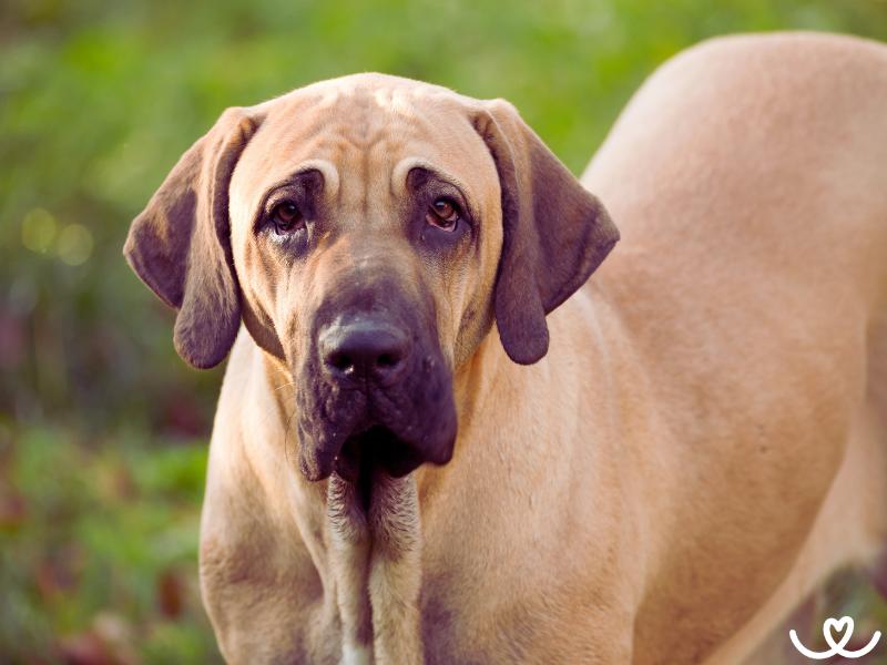 Brazilská fila nemá ráda cizí lidy, vlastní ale chrání
