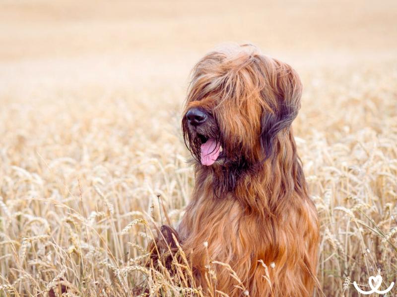Briard miluje pasení ovcí a dlouhé túry